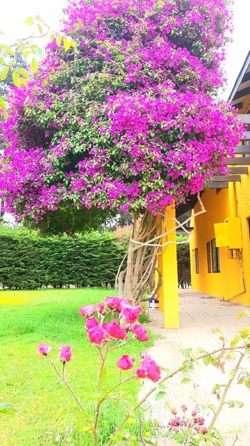 Casa Felice Casa de hóspedes La Serena Exterior foto
